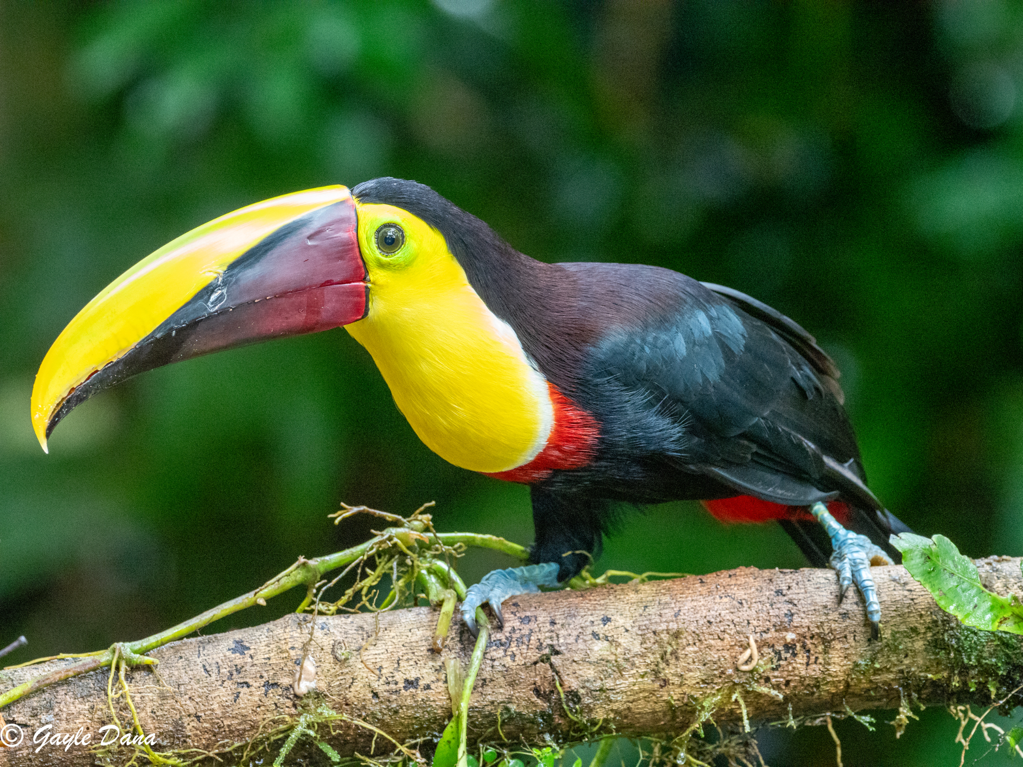 Yellow throated Toucan